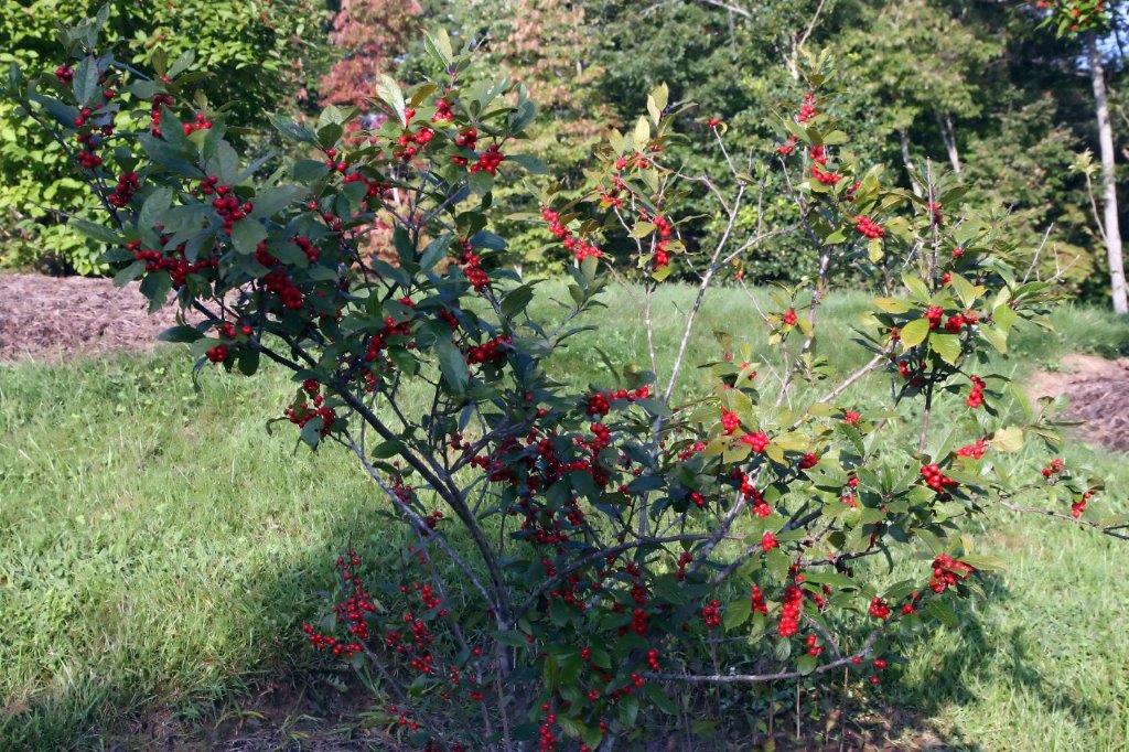 Ilex verticillata "Winterberry" 5 Gallon LG Native Plant